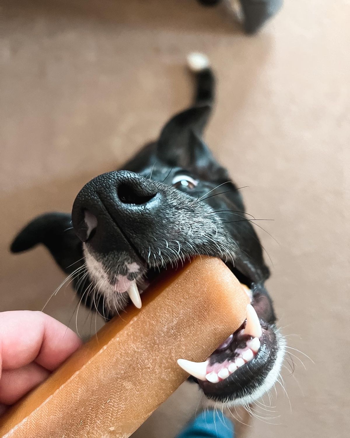 Natural Yak Chew (2 Pcs)