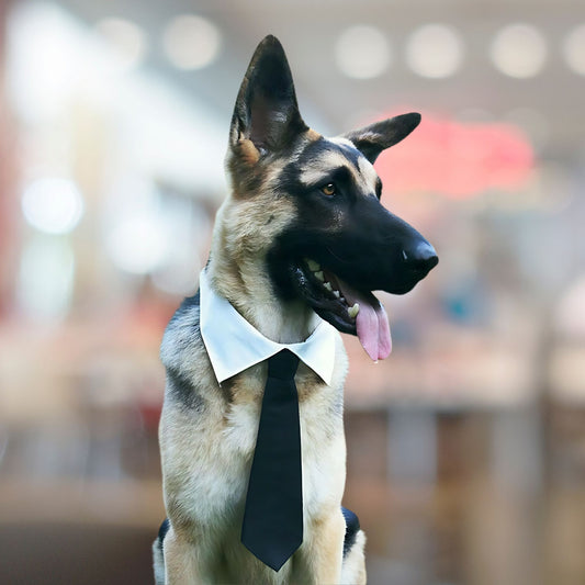 Elegant Black tie for Pets - Cats & Dogs (Made to Order)