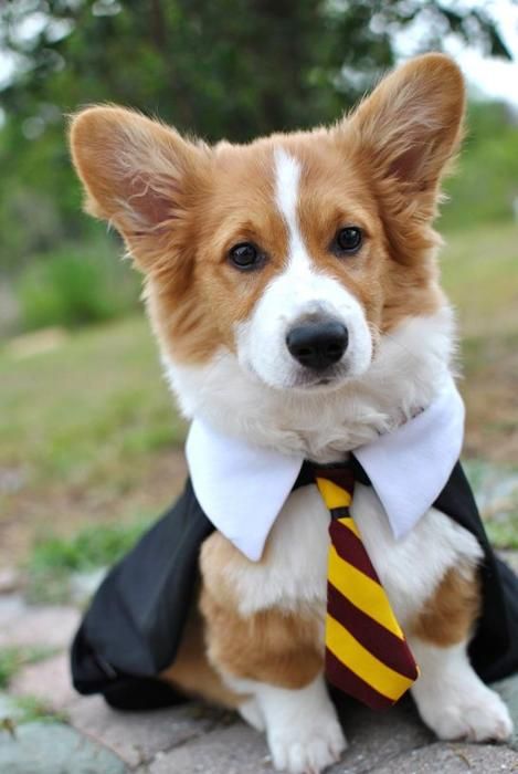 Harry Potter Themes Tie & Robe for Pets - Made to Order for Cats & Dogs