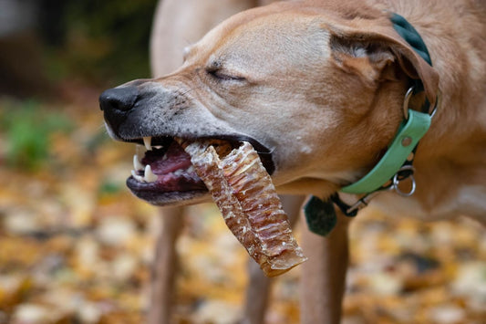 Dehydrated Goat Trachea